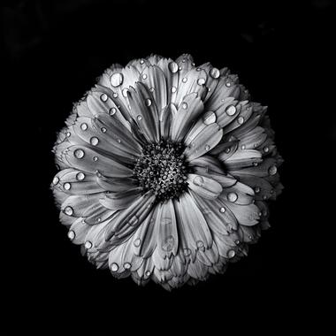 Backyard Flowers In Black And White 10 by The Learning Curve Photography on Photocrowd