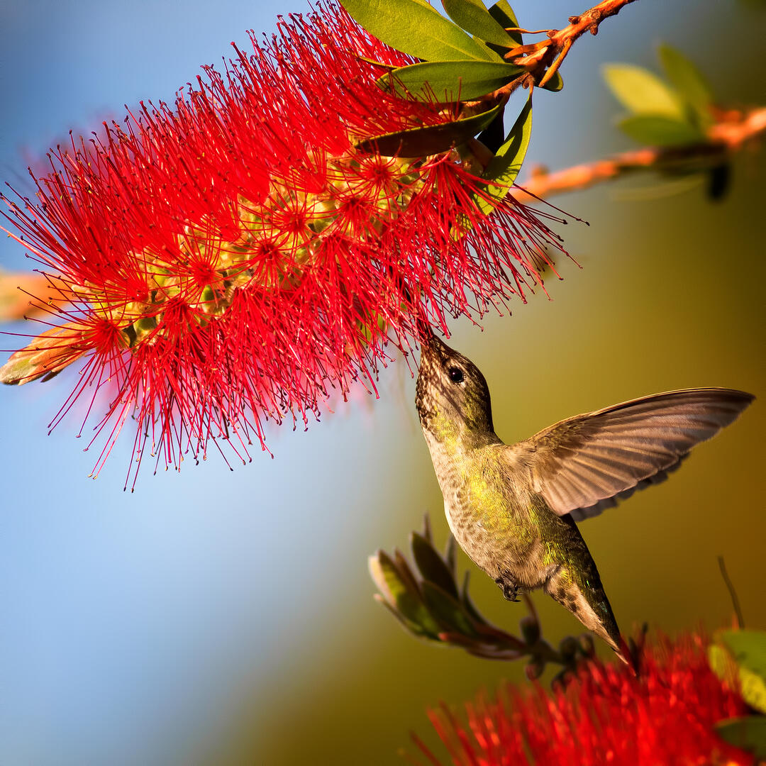 Bottlebrush Plants - Flower photo contest | Photocrowd photo ...