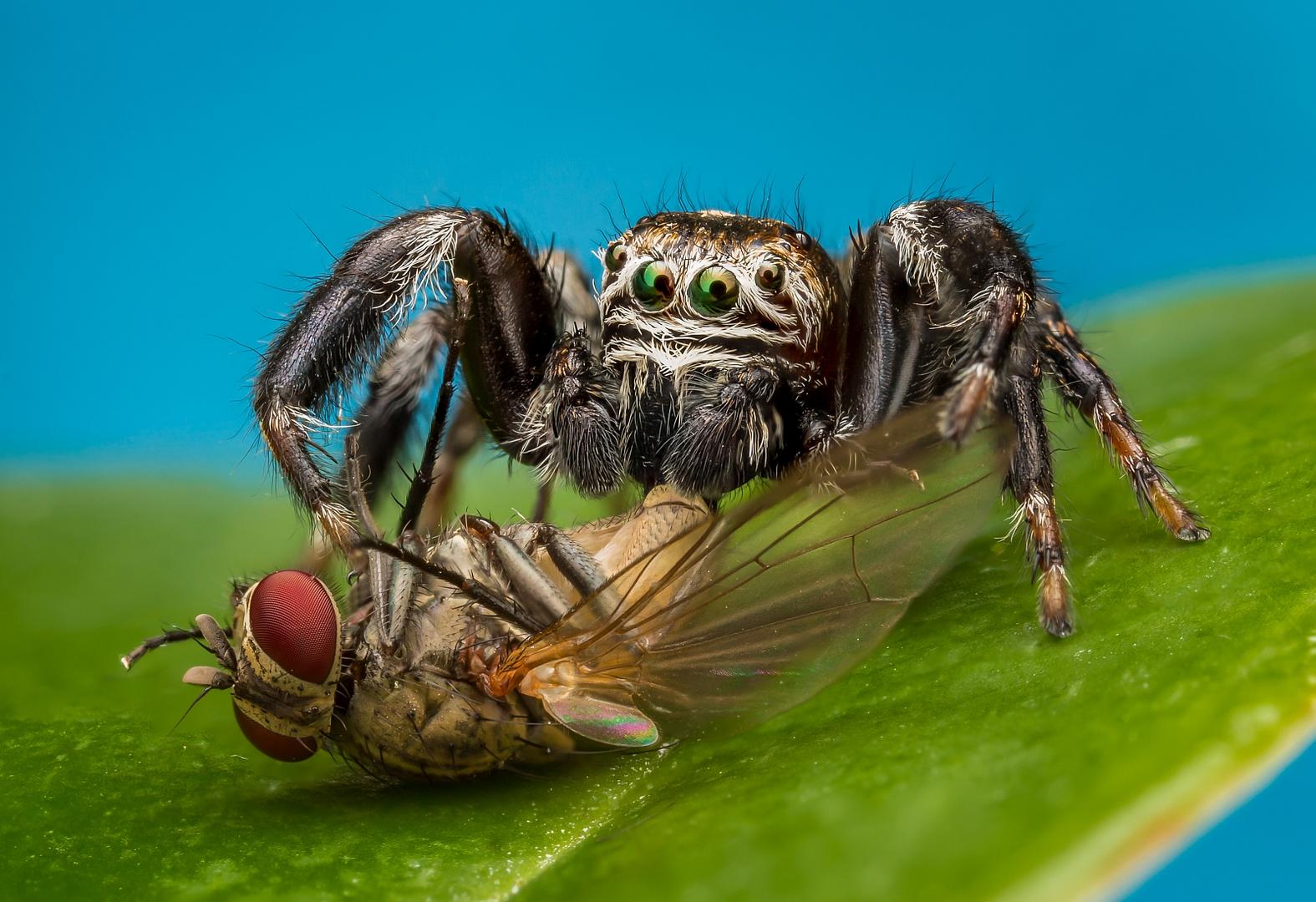 spider scite spider scite