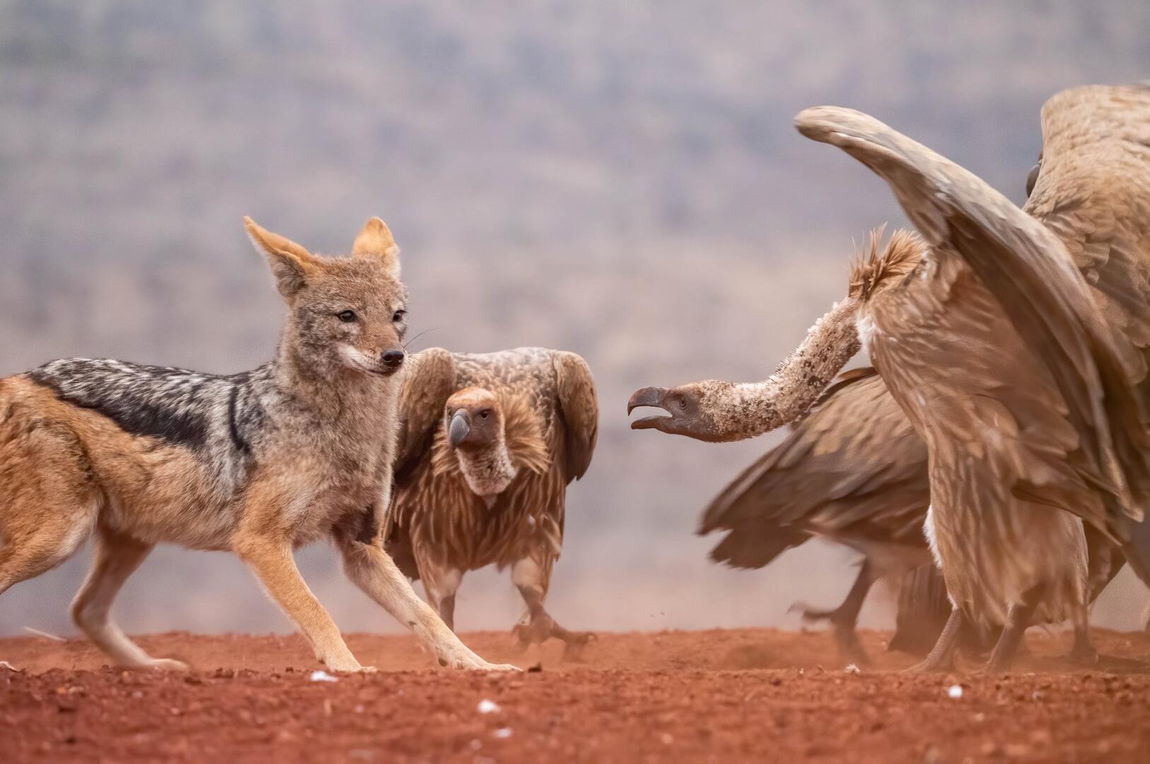  A jackal and vultures interact in the desert.