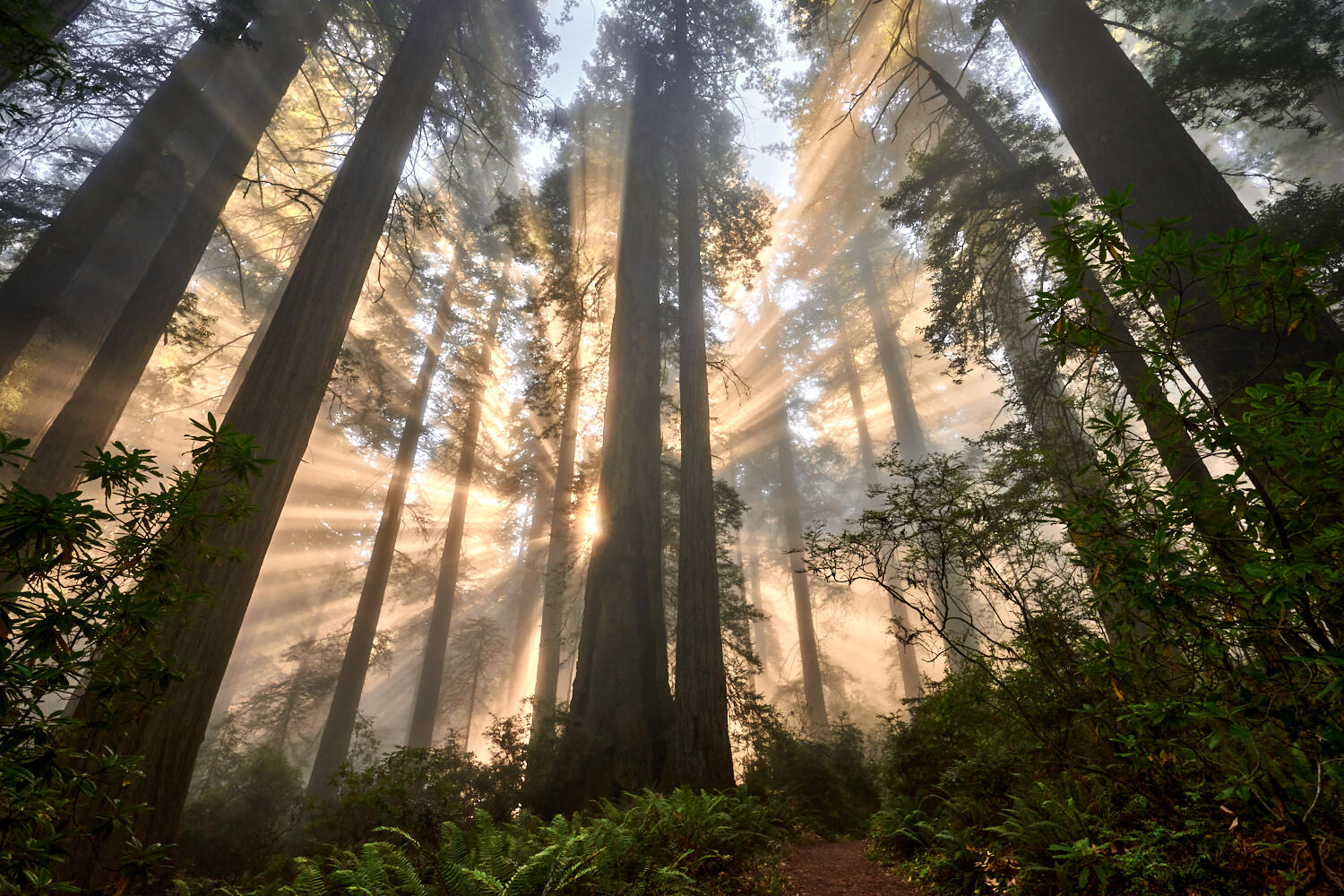 Sunbeams Through Trees - Nature photo contest | Photocrowd photo ...