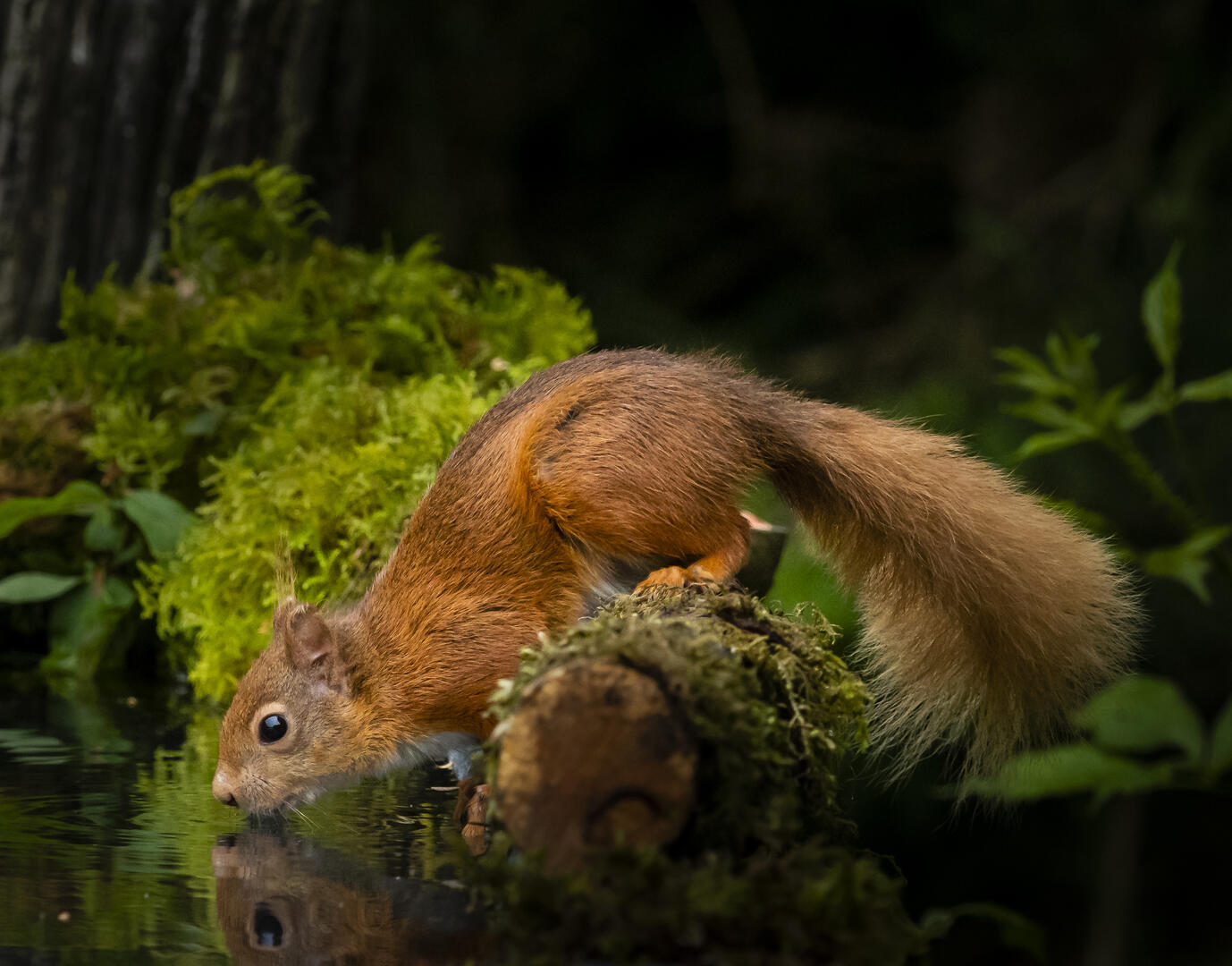 Crowd results | Squirrels - Animals photo contest | Photocrowd photo ...