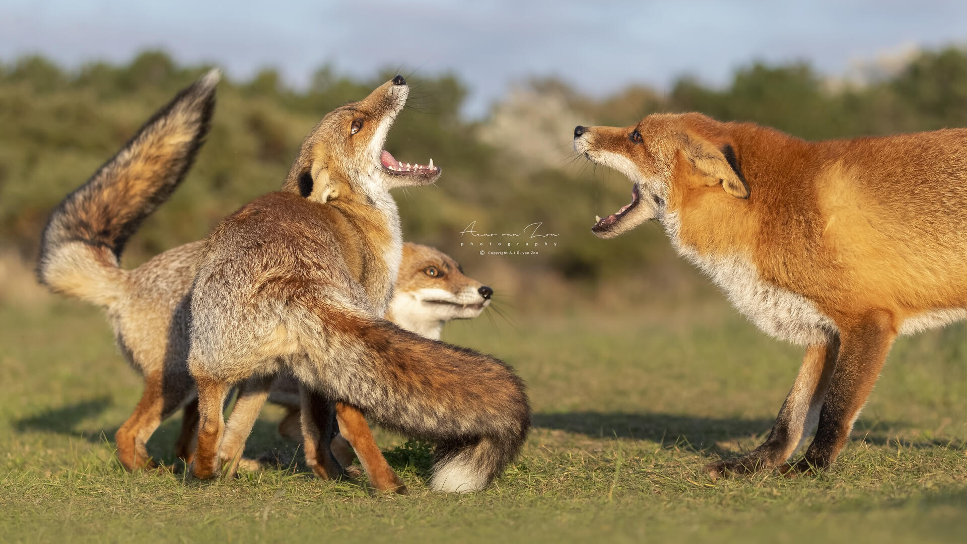 animals talk to humans