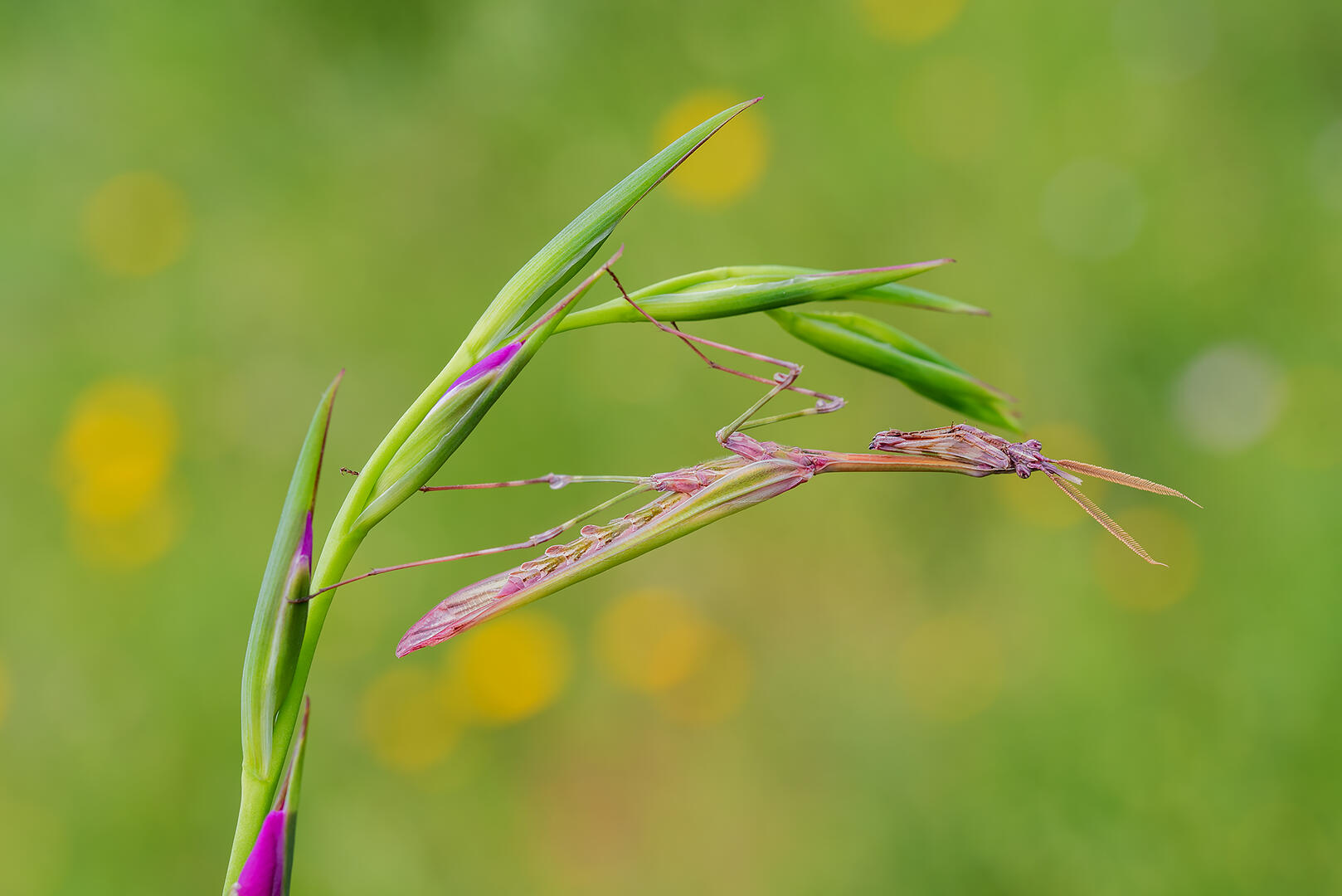 brief-and-entries-camouflaged-insects-in-colour-insect-photo