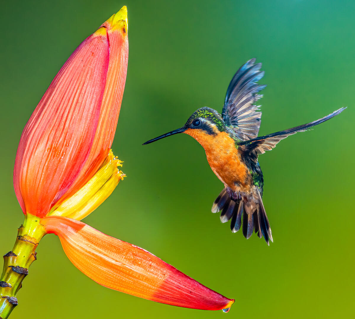 Hummingbirds (in colour) - Bird photo contest | Photocrowd photo ...