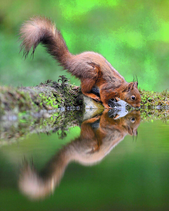 Crowd results | Squirrels (in colour) - Animals photo contest ...