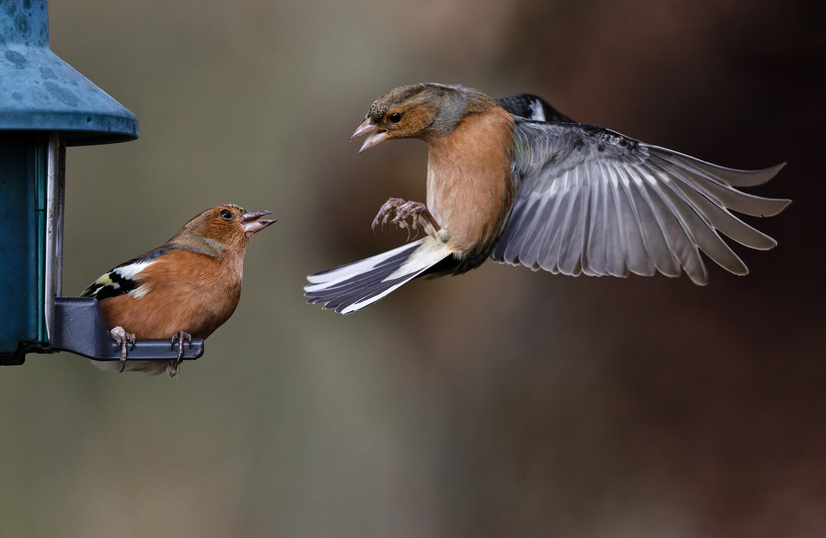 Small Garden Birds At A Bird Feeder - Bird Photo Contest 