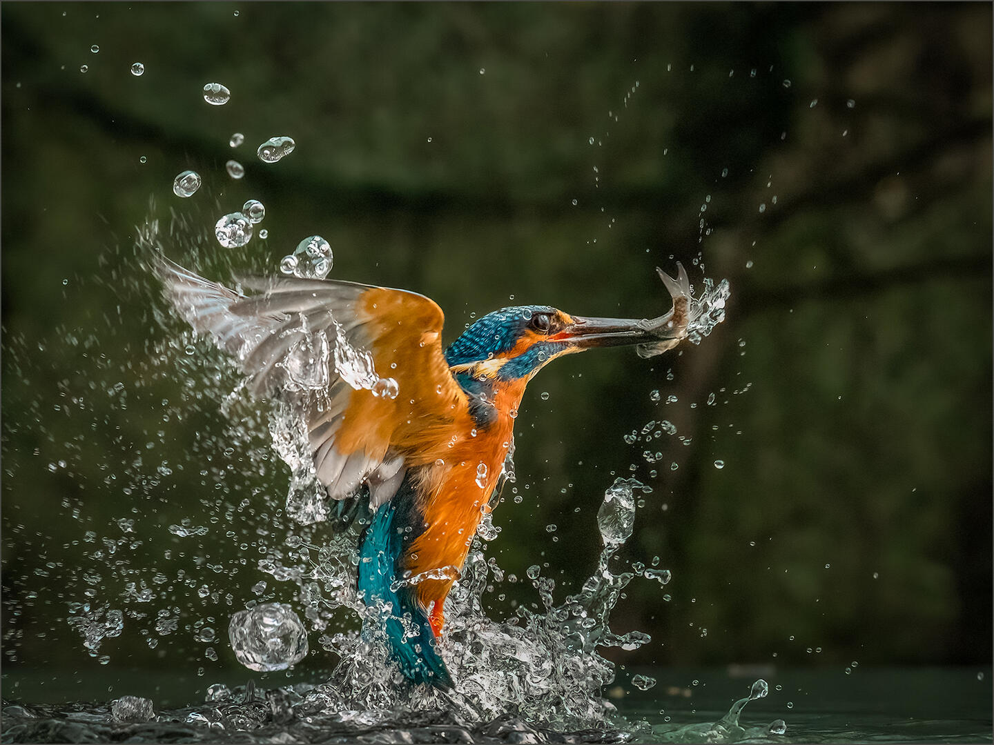 Birds Splashing in Water (in colour) - Bird photo contest | Photocrowd ...