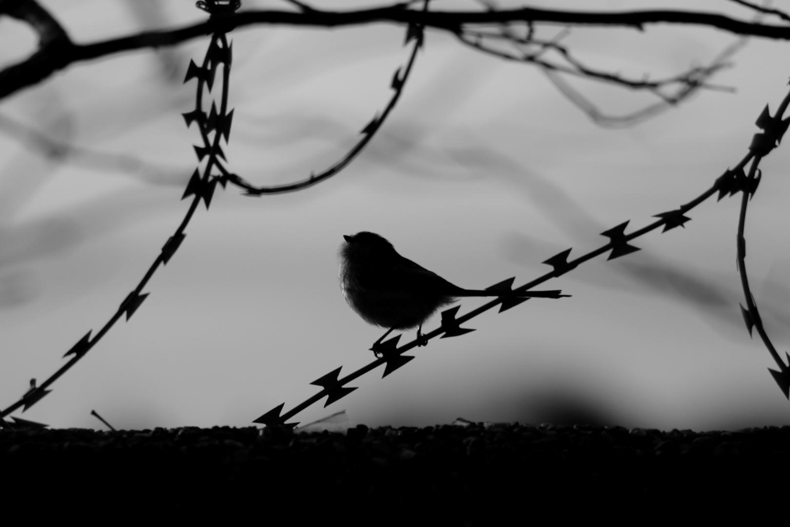 A bird on a barbed wire by KristynaK | Photocrowd photo competitions ...