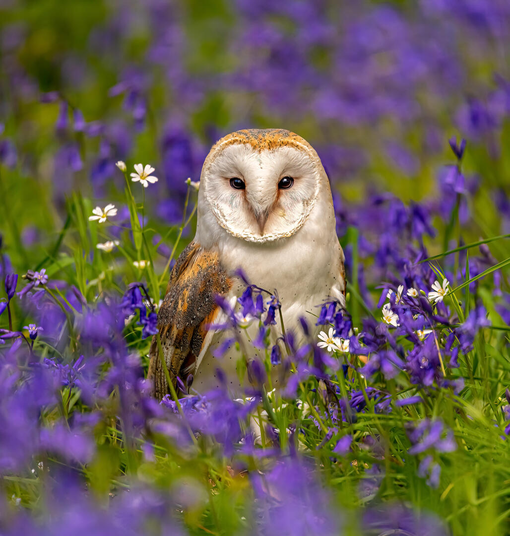 Partially Hidden Birds - Bird photo contest | Photocrowd photo ...