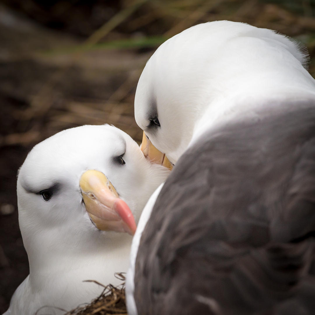 Black-browed Albatross pairing by Peter Orr ARPS (orrpix) | Photocrowd ...