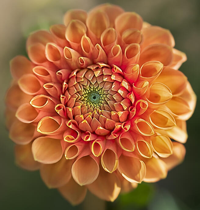 Orange-Coloured Flowers (in colour) - Flower photo contest | Photocrowd ...