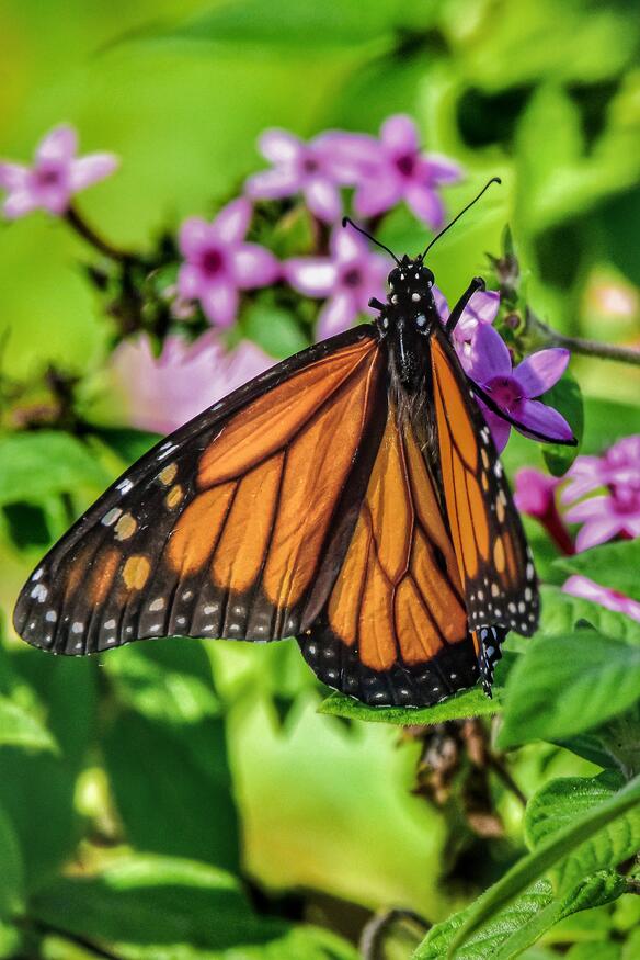 Photo Entered In Monarch Butterflies (in Colour) | Photocrowd Photo ...