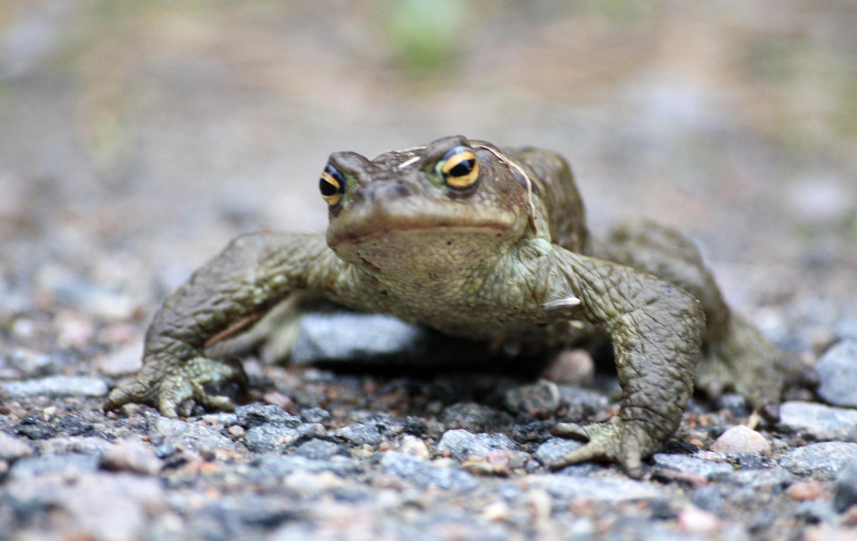 Photo entered in Reptiles and amphibians | Photocrowd photo