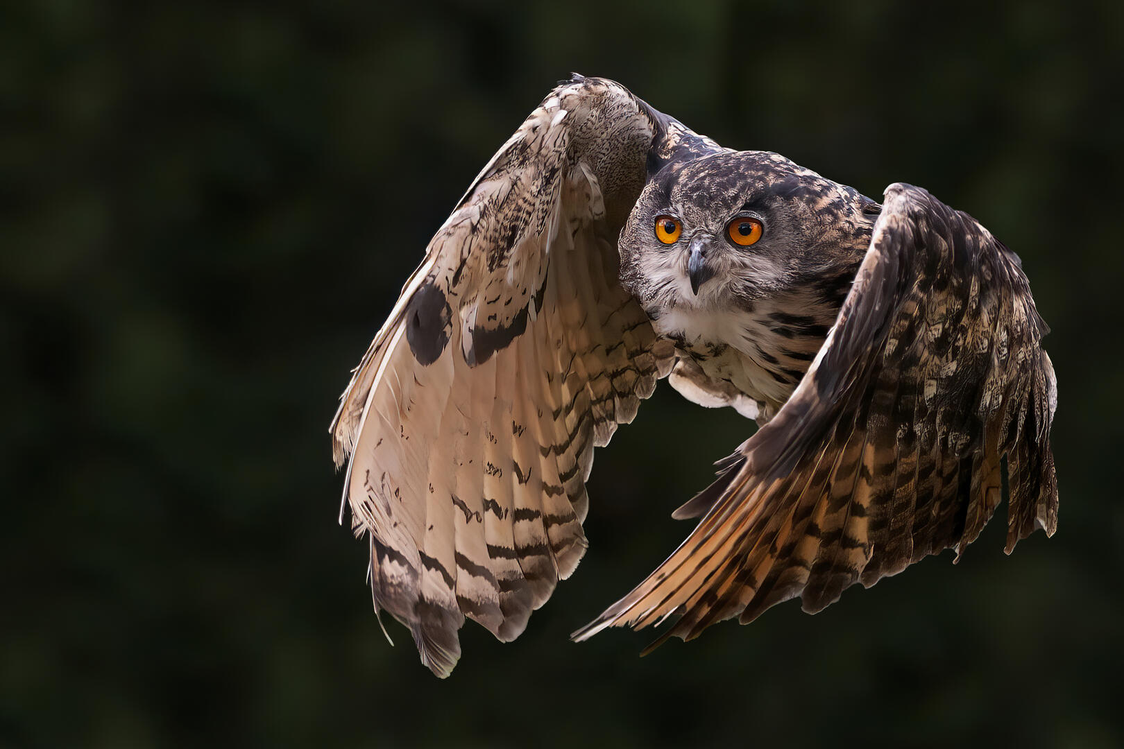 Crowd results | Owls - Bird photo contest | Photocrowd photo ...