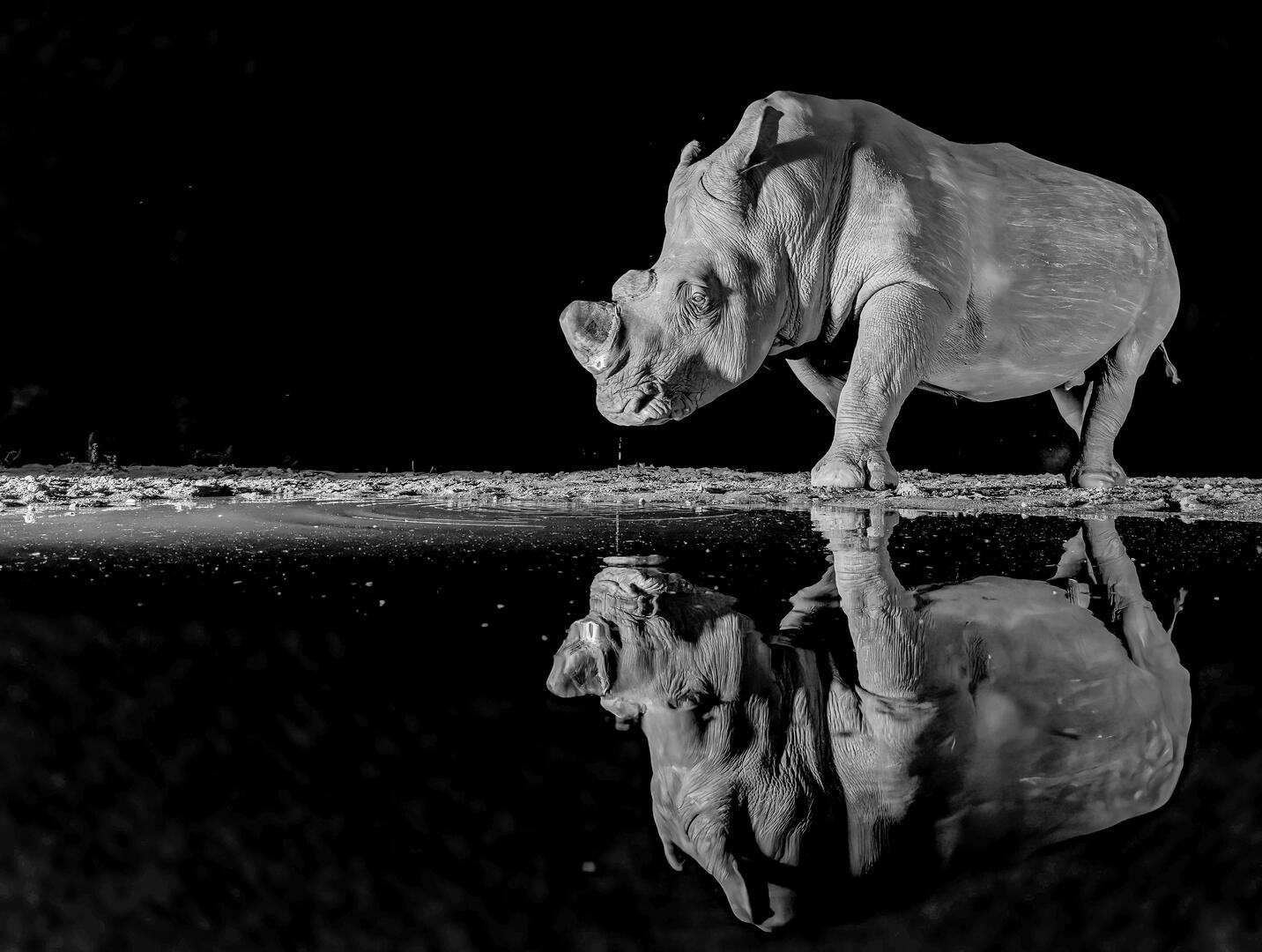 Mammals in Black and White (not humans) - Animals photo contest