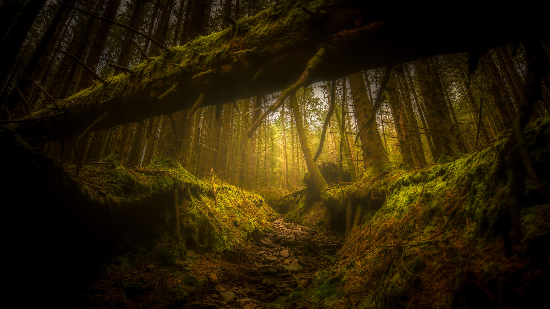 Crowd results Among the Trees (in colour) Nature photo contest