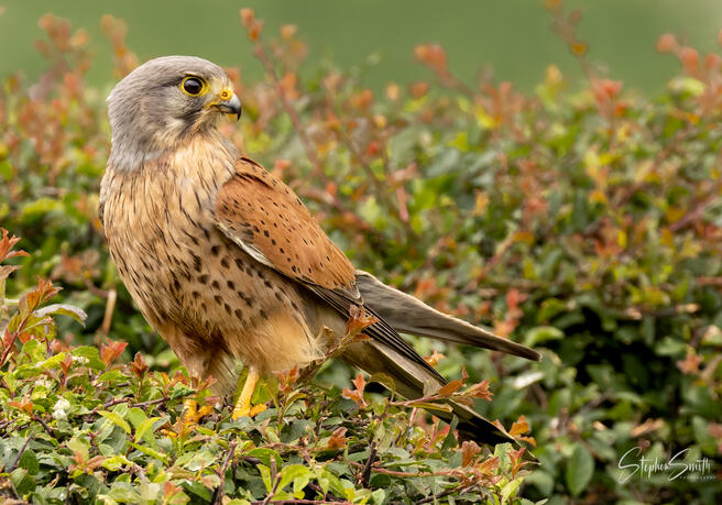 Crowd results | Birds in Trees and Bushes - Bird photo contest ...