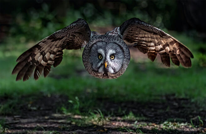 Crowd results | Animals Moving Towards the Camera - Animals photo ...