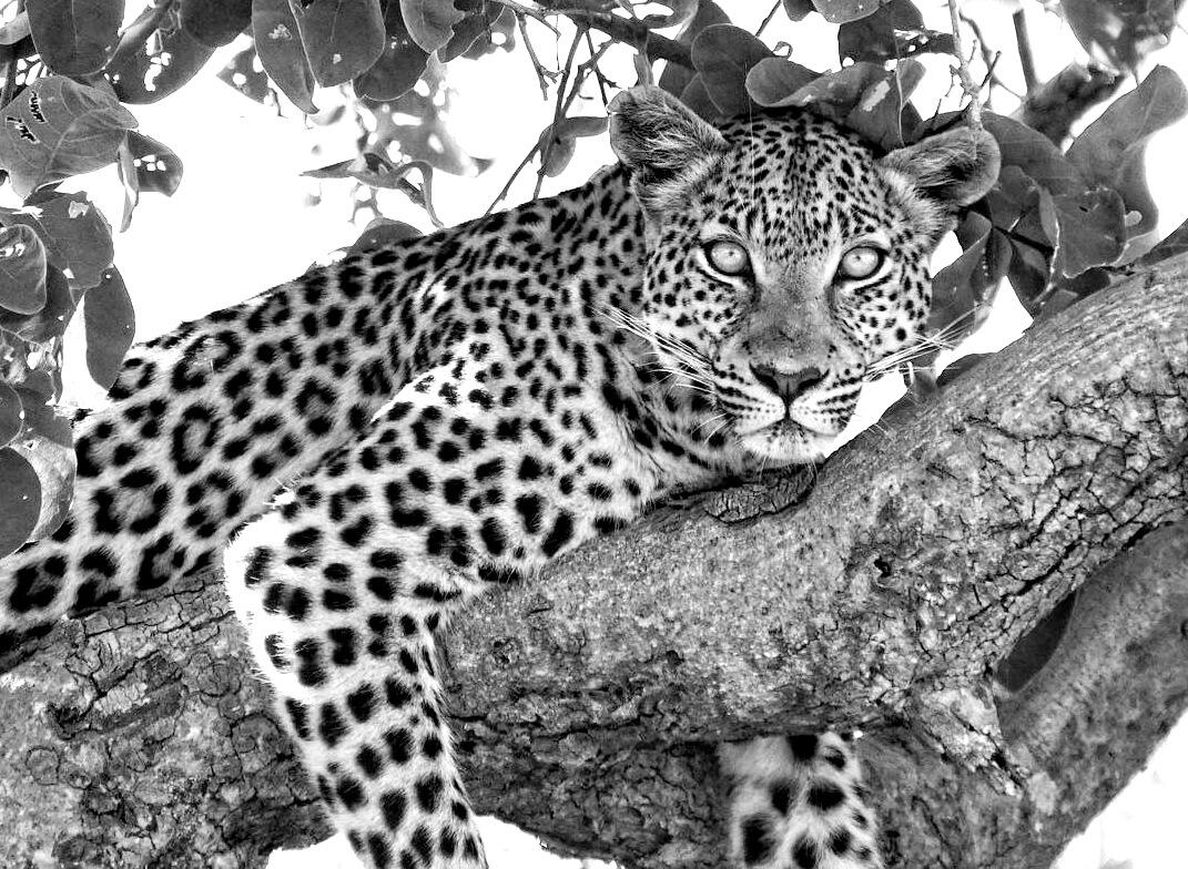 big-cats-in-the-wild-in-black-and-white-wildlife-photo-contest