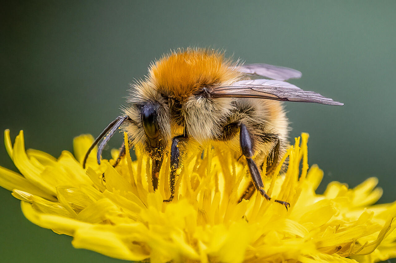 Bees on Flowers - Flower photo contest | Photocrowd photo competitions ...