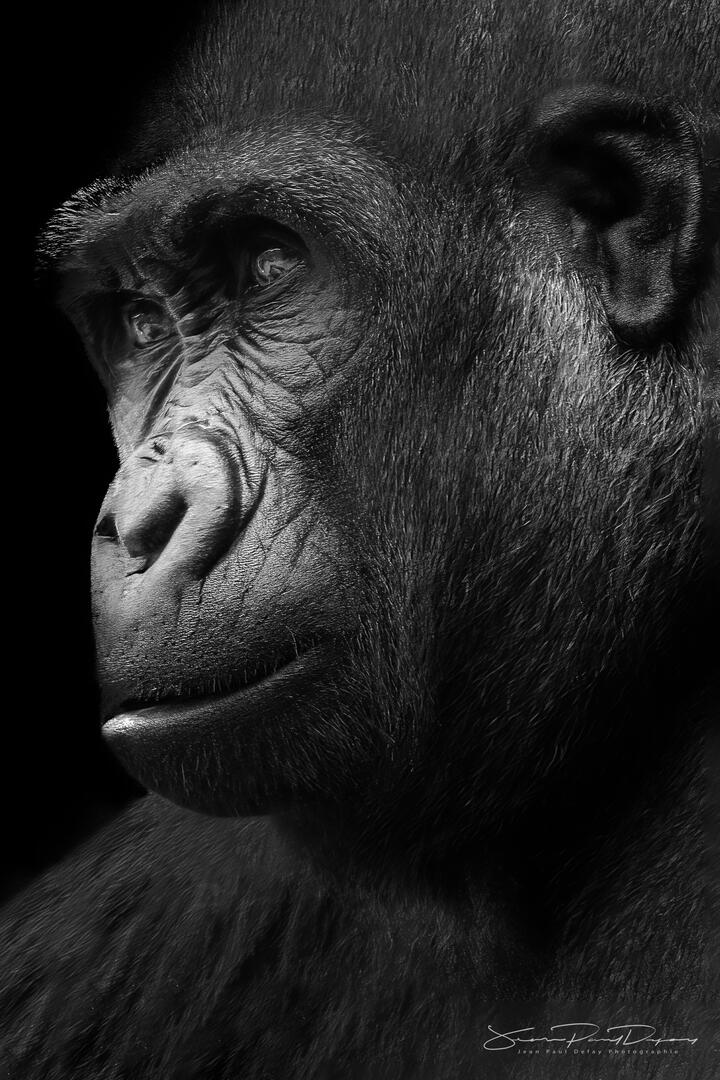 Gorillas and Chimpanzees in Zoos - Animals photo contest | Photocrowd