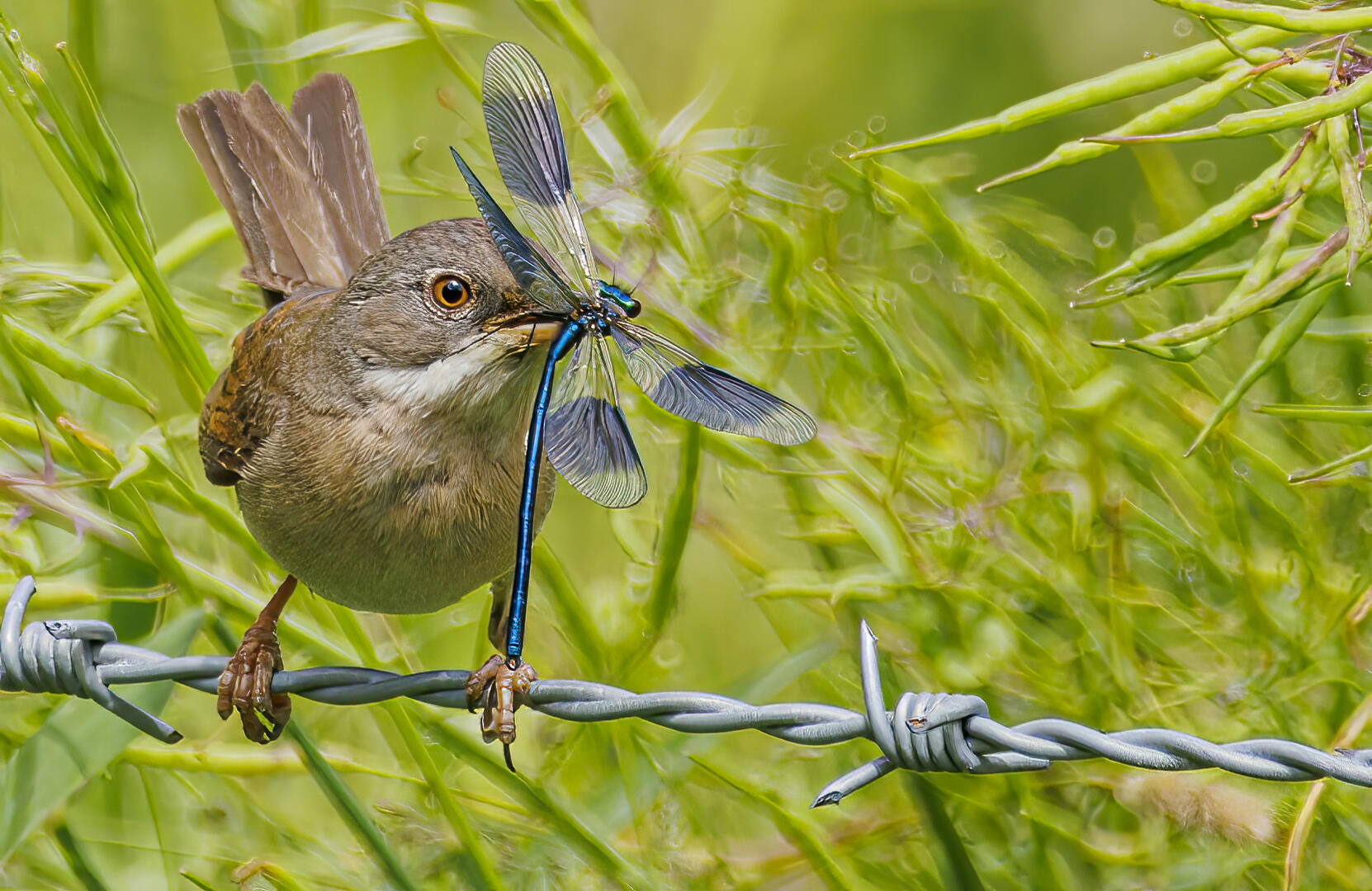 life-in-the-wild-in-colour-wildlife-photo-contest-photocrowd