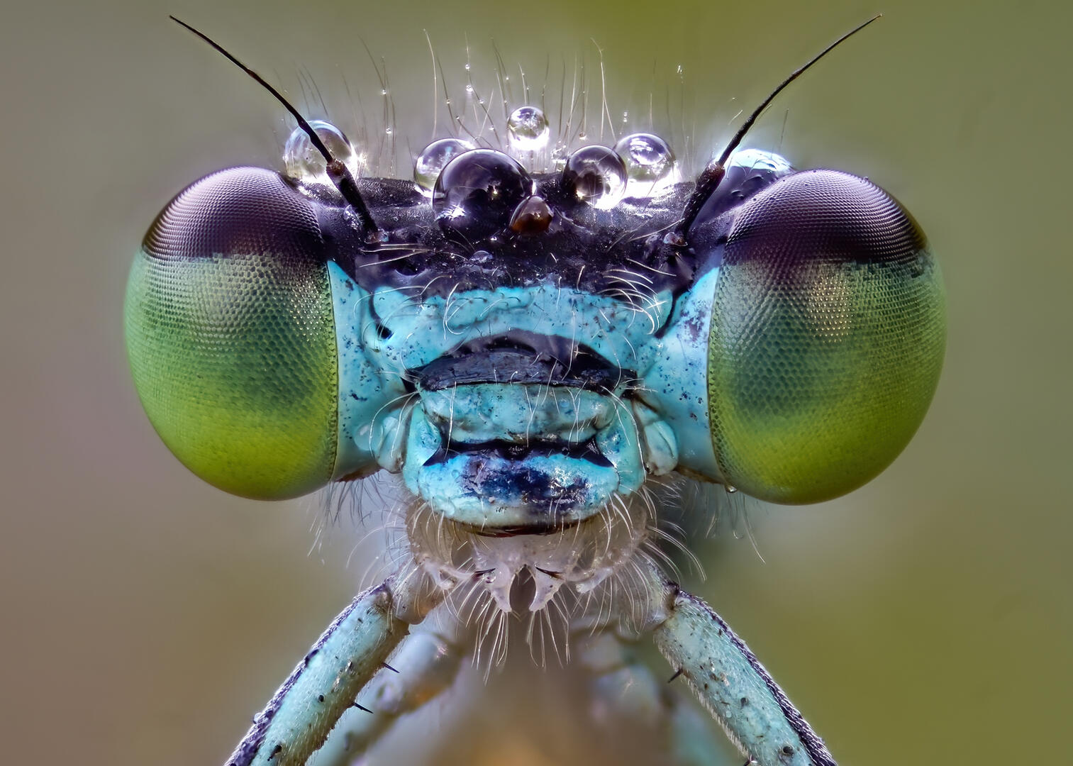 Dragonflies and Damselflies - Insect photo contest | Photocrowd photo ...