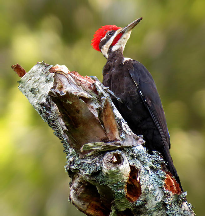 Photo entered in Flamboyant Birds | Photocrowd photo competitions ...