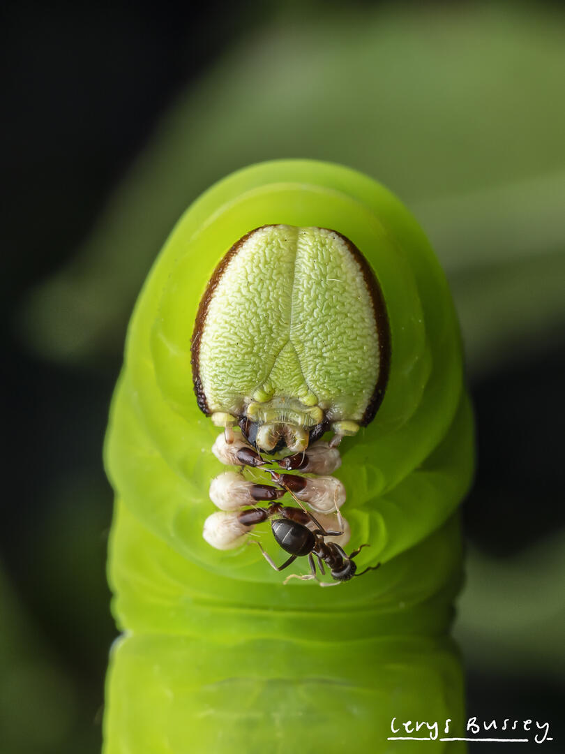 Caterpillars - Insect photo contest | Photocrowd photo competitions ...