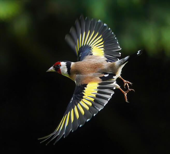 Crowd Results | Partially Hidden Birds   Bird Photo Contest