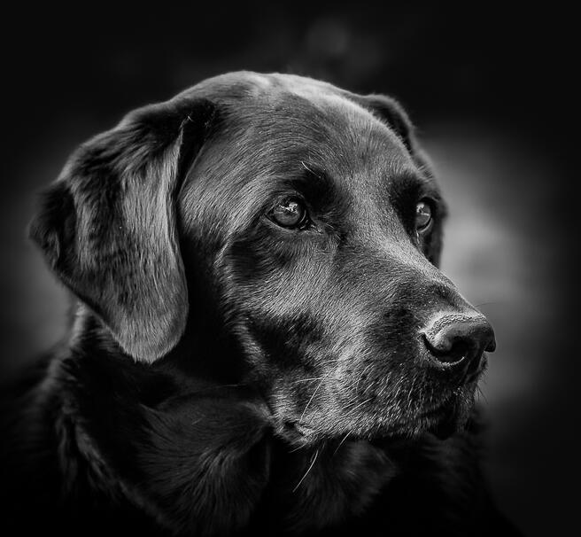 Crowd results | Solo Pet Portraits - Portrait photo contest ...