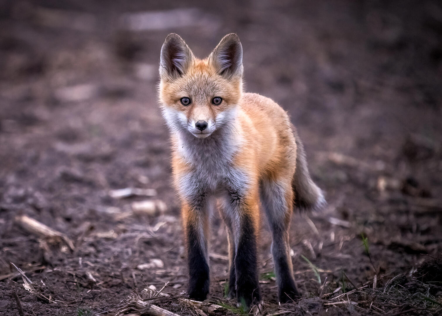 Wild Canines - Dog photo contest | Photocrowd photo competitions ...