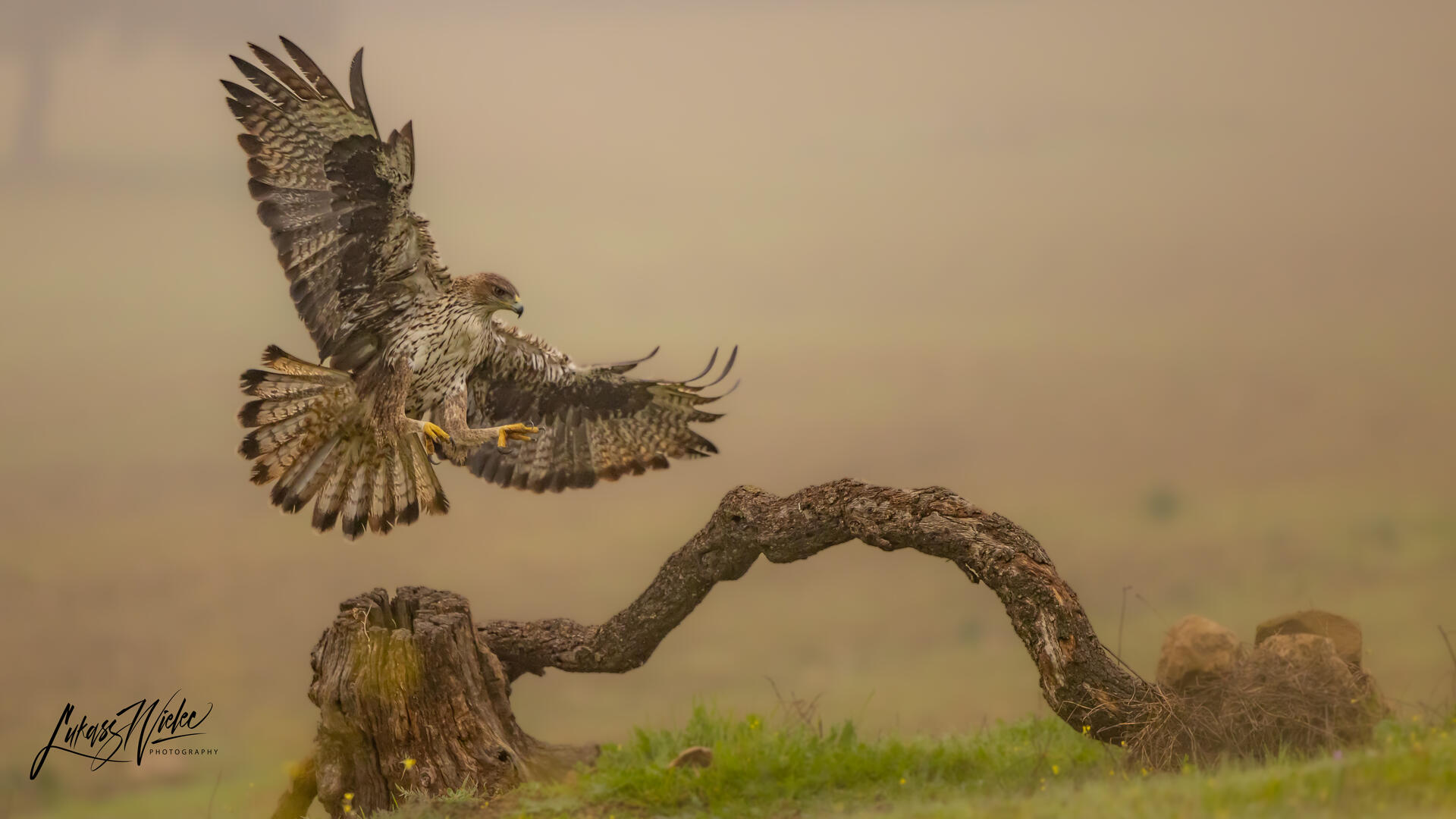 Birds Landing - Wildlife photo contest | Photocrowd photo competitions ...