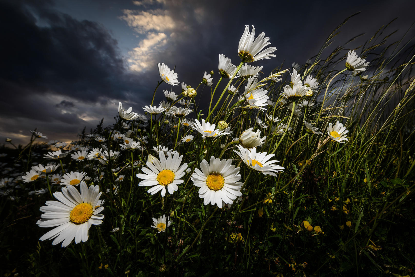 Wildflower Meadow By David Queenan | Photocrowd Photo Competitions ...