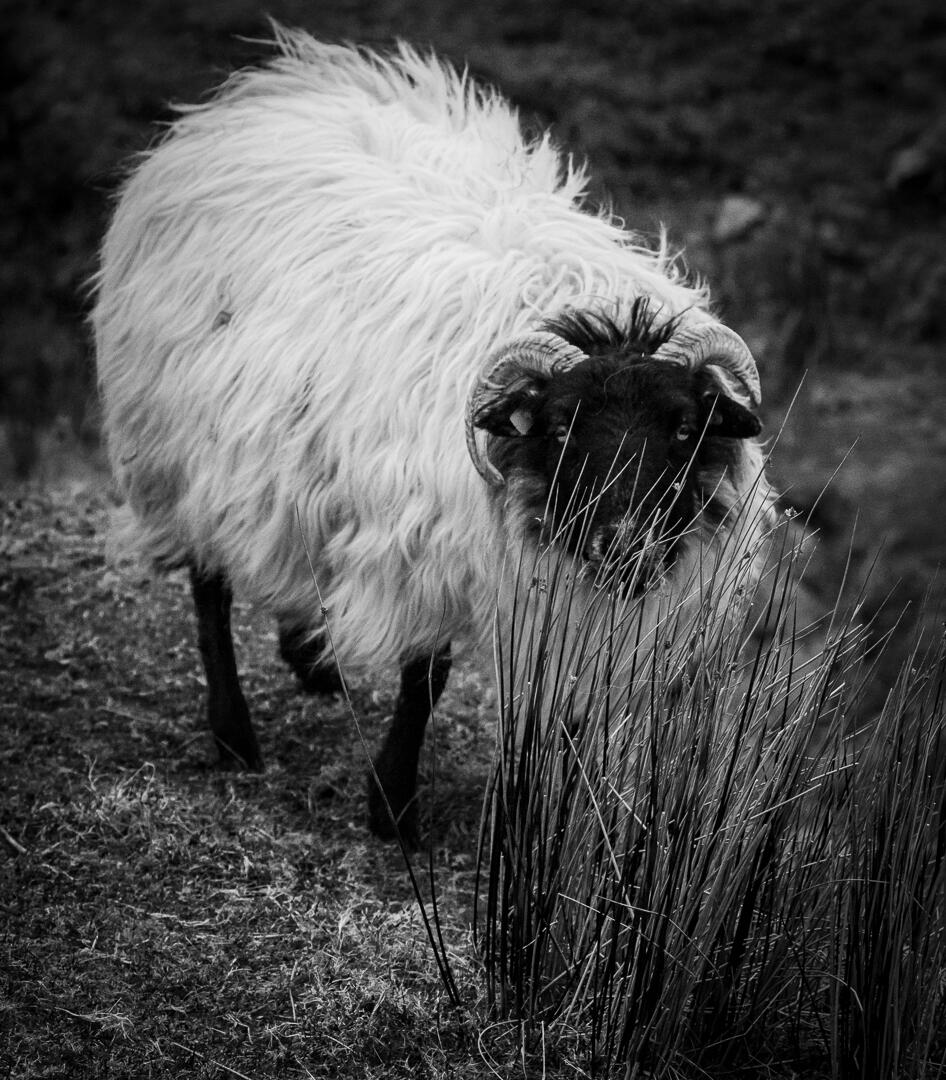 Photo entered in Black and White (Young APOY) | Photocrowd photo ...