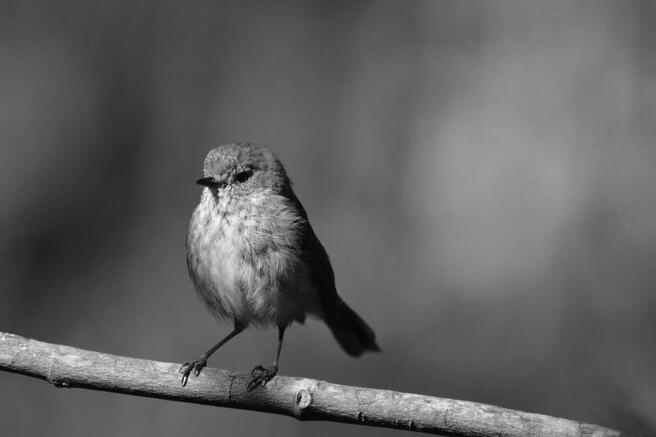 Photo entered in Black and White (Young APOY) | Photocrowd photo ...