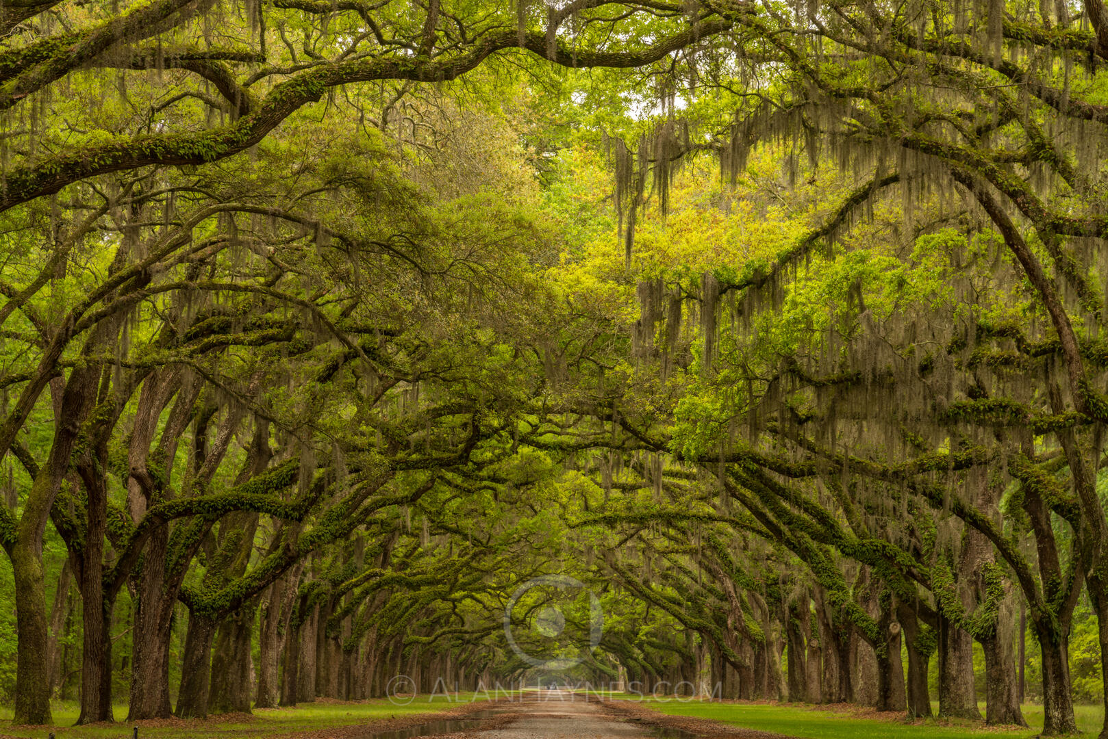 under-a-canopy-general-photo-contest-photocrowd-photo-competitions