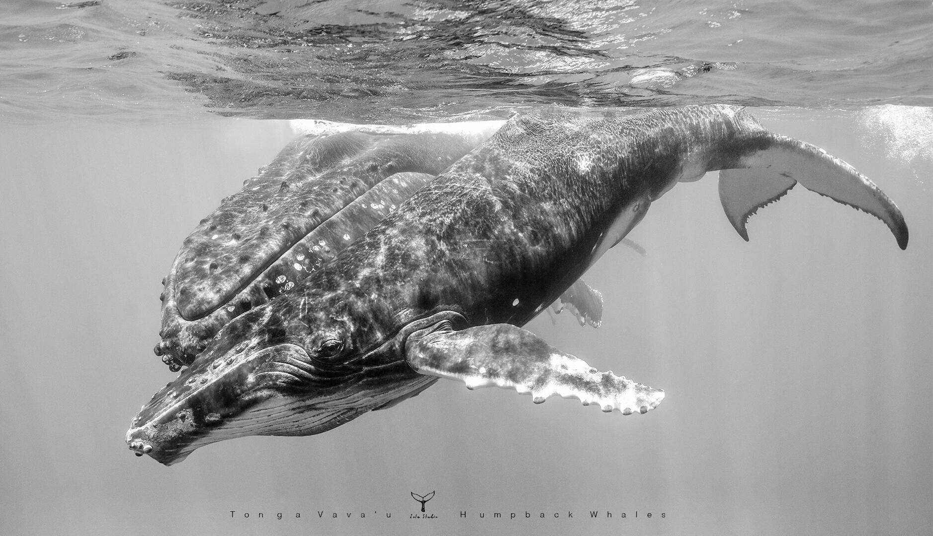 Cetaceans in the Wild - Wildlife photo contest | Photocrowd photo ...