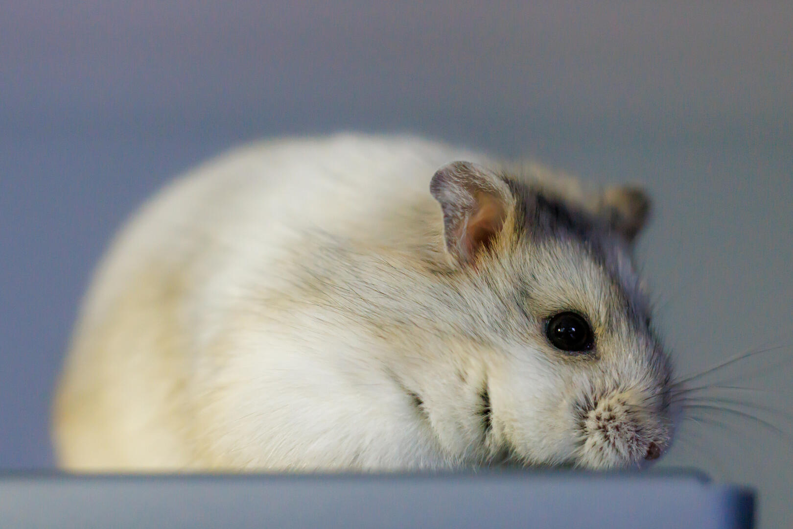 Hamsters and Gerbils - Animals photo contest | Photocrowd photo ...