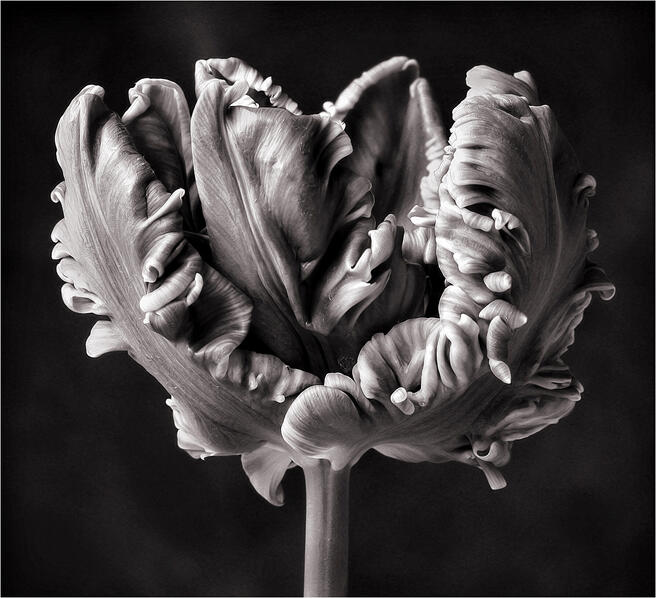 Expert choices | Inspired by... Edward Weston's Still Lifes - Still ...