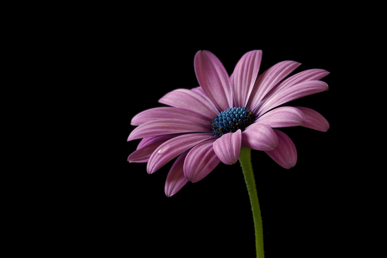 A Single Flower (in colour) - Flower photo contest | Photocrowd photo ...