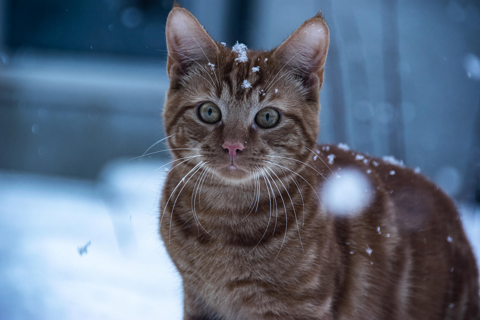 Photo entered in Animal Kingdom (Young APOY) | Photocrowd photo ...