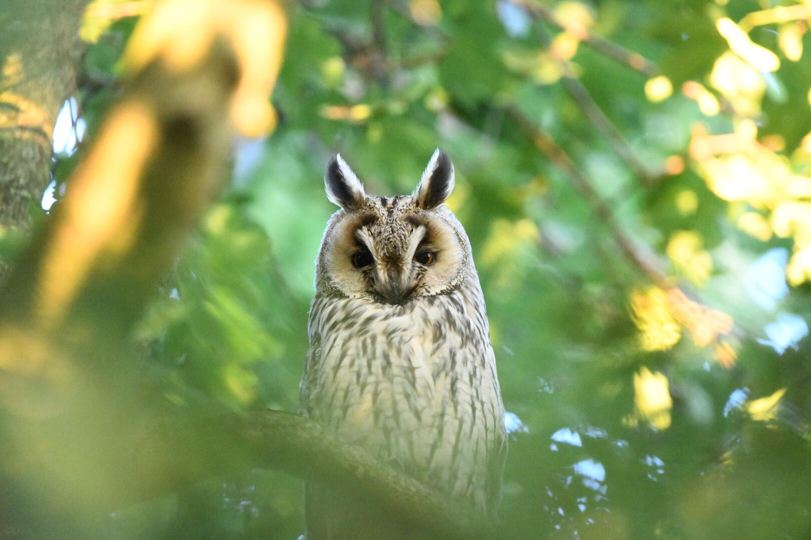 Wild Owls In Their Natural Habitat - Bird Photo Contest | Photocrowd ...