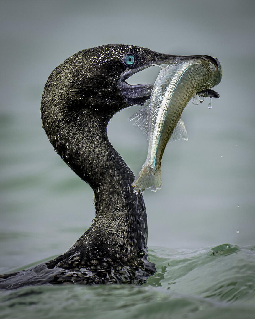 Cormorants and Shags (in colour) - Bird photo contest | Photocrowd ...