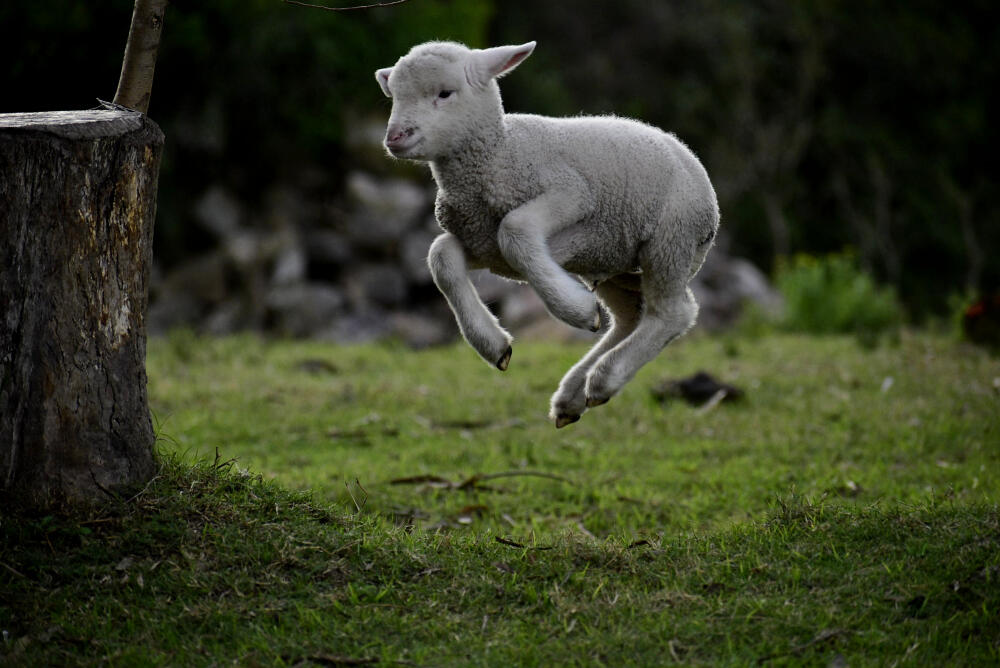 Photo entered in Animal Kingdom (Young APOY) | Photocrowd photo ...