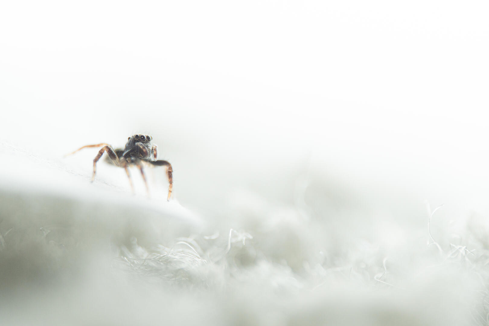 Photo entered in Animal Kingdom (Young APOY) | Photocrowd photo ...