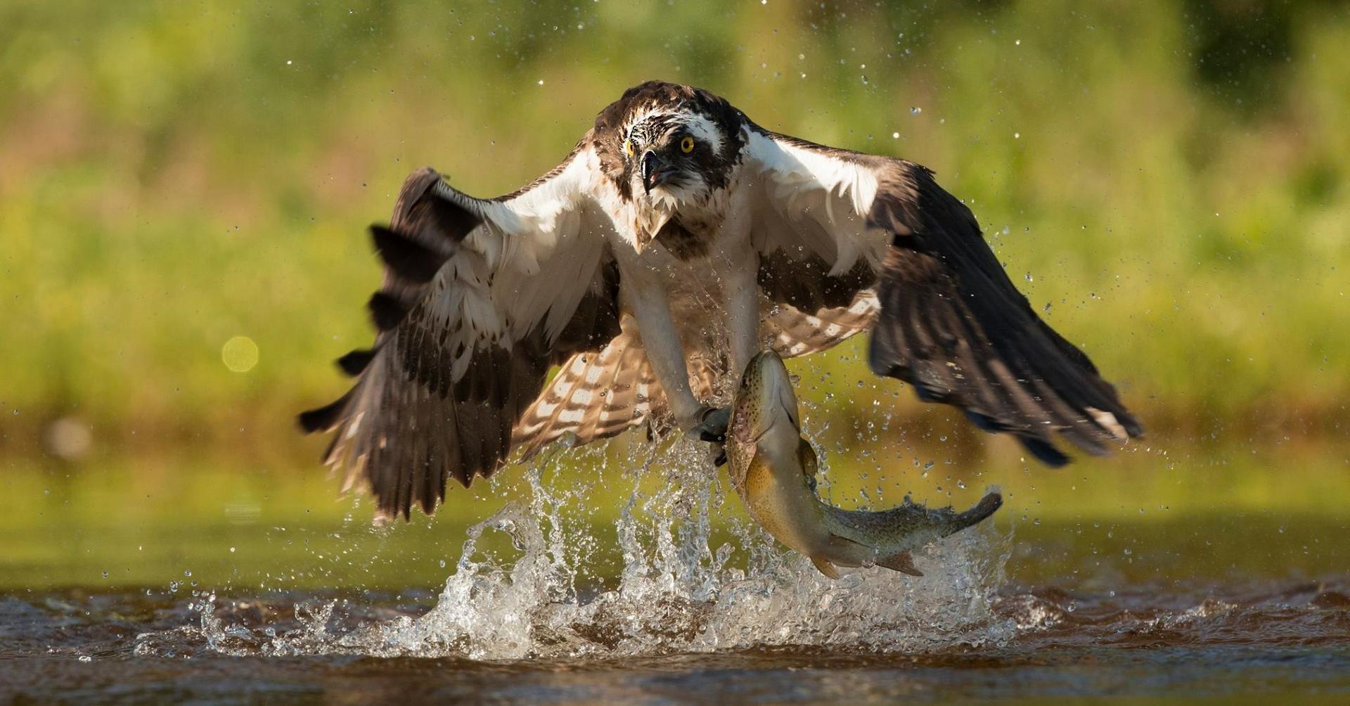 Wild Birds of Prey - Animals photo contest | Photocrowd photo ...