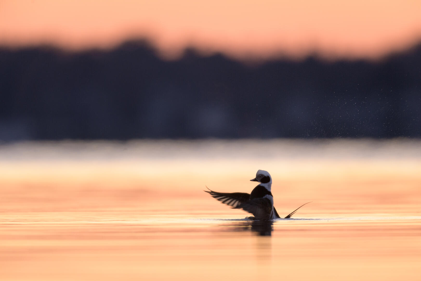 Photo entered in Animal Kingdom (Young APOY) | Photocrowd photo ...