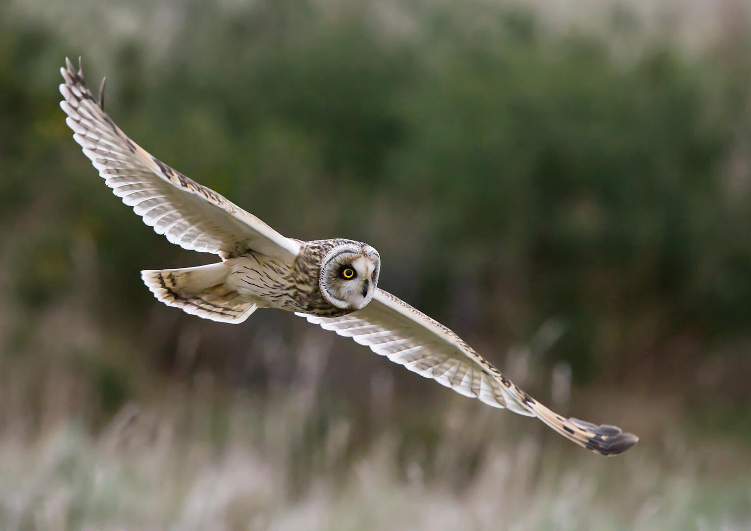 Anything Owl - Animals photo contest | Photocrowd photo competitions ...